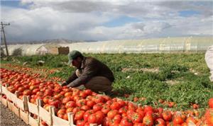 الزراعة تدرس استقدام العمالة الأجنبية لزياده الانتاج