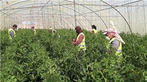 Jordan Labor Watch welcomes the publication of the Agricultural Workers Bylaw