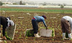 خبراء: البلاغ (41) يتغول على حقوق عمال الزراعة