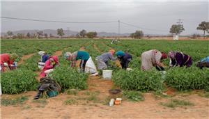 الأعلى للسكان: 5.6% نسبة المشاركة الاقتصادية للمرأة في القطاع الزراعي