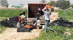 العمل تدعو العمالة السورية إلى تصويب أوضاعها