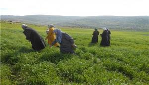 العاملات الفلسطينيّات بالمستوطنات.. انتهاكات صارخة لحقوقهن.. ولا حماية لهنّ