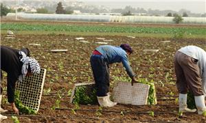 خبراء: تأجيل شمول عمال الزراعة بباقي تأمينات الضمان انتقاص لحقوقهم