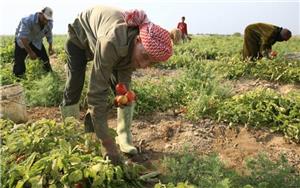 عمال الزراعة.. ضحايا عدم تطبيق نظامهم وغياب الحمايات الاجتماعية