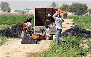 المرصد العمالي: الأردن ما يزال بعيدا عن تطبيق معايير العمل اللائق